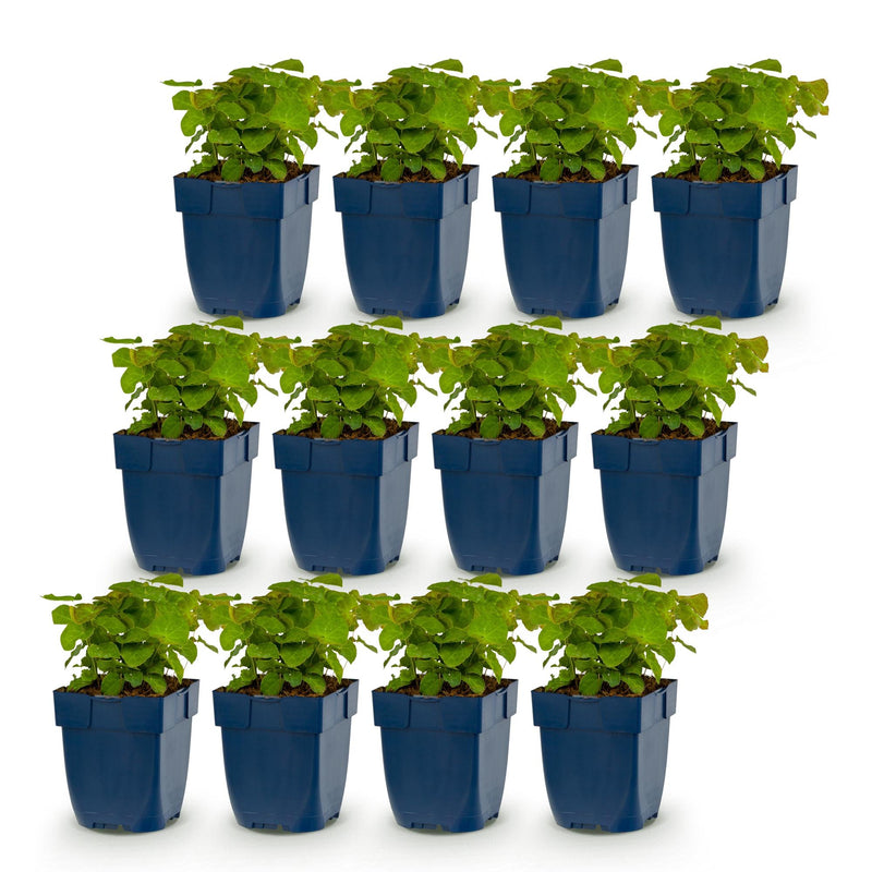 Green boutiQ - Vasteplant - Epimedium perralch. Frohnleiten - Elfenbloem - Schaduw - Geel - 12 Planten - Pot 11cm - Hoogte 15-25cm