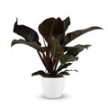 Green boutiQ - Plante d'intérieur - Philodendron - Philodendron Imperial Red - Rouge - Entretien facile - 1 plante - avec pot blanc - Pot 19 cm - Hauteur 60 cm