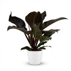 Green boutiQ - Plante d'intérieur - Philodendron - Philodendron Imperial Red - Rouge - Entretien facile - 1 plante - avec pot blanc - Pot 19 cm - Hauteur 60 cm