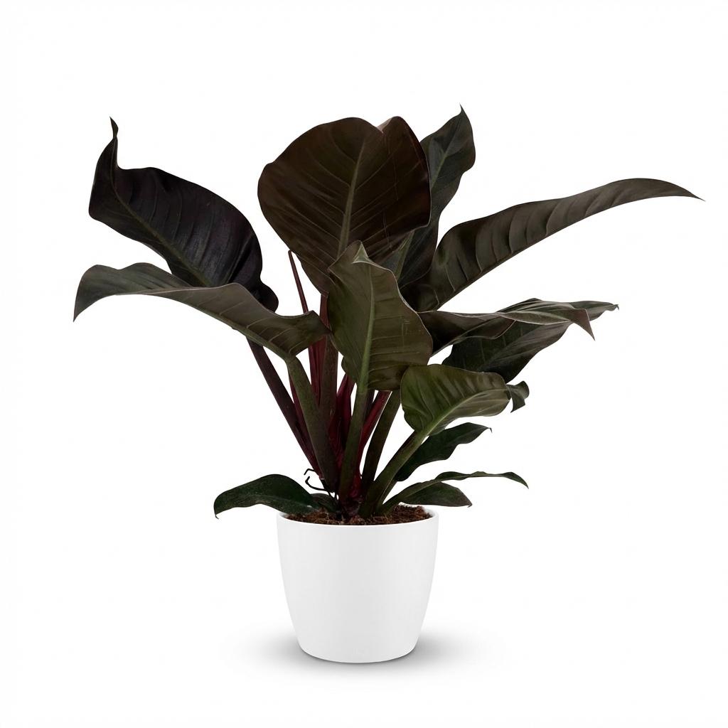 Green boutiQ - Plante d'intérieur - Philodendron - Philodendron Imperial Red - Rouge - Entretien facile - 1 plante - avec pot blanc - Pot 19 cm - Hauteur 60 cm