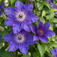 6x Clematis Multi Blue - Bosrank - Blauw - Klimplant - Ø9cm - ↕35cm