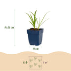 Green boutiQ - Stauden - Agapanthus africanus Albus - Afrikanische Schmucklilie - Bienen- und Schmetterlingsmagnet - Weiß - 1 Pflanze - Topf 11cm - Höhe 15-25cm