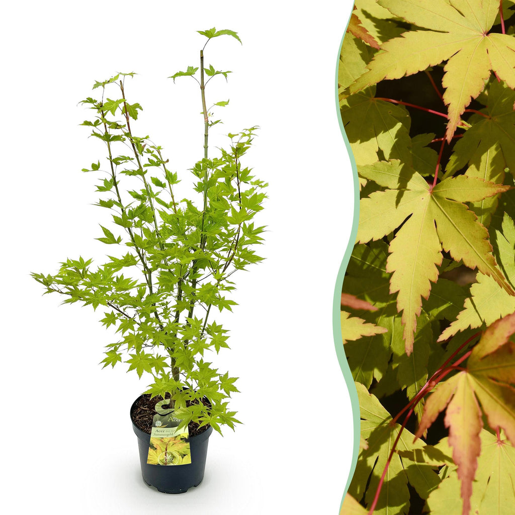 Green boutiQ - Plante de jardin - Acer palmatum Summergold - Érable japonais - Caduc - Jaune - 1 - Pot 26cm - Hauteur 90cm