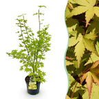 Green boutiQ - Plante de jardin - Acer palmatum Summergold - Érable japonais - Caduc - Jaune - 1 - Pot 26cm - Hauteur 90cm