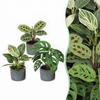 3x Baby Plants Surprise Box - Baby Plants Surprise Box - Various colours - Tropical - incl. Linnea Misty Blue - Ø6cm - ↕5-15cm