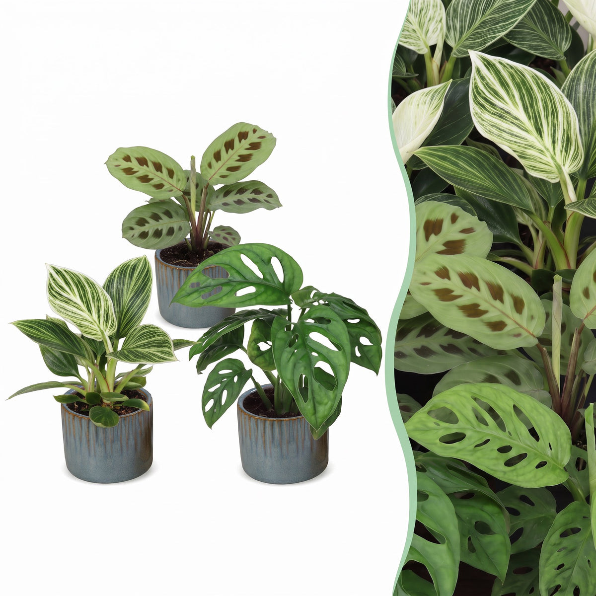 3x Baby Plants Surprise Box - Baby Plants Surprise Box - Various colours - Tropical - incl. Linnea Misty Blue - Ø6cm - ↕5-15cm
