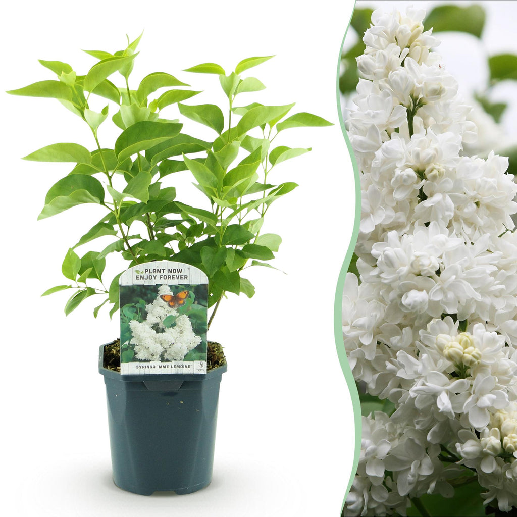 Green boutiQ - Plante de jardin - Syringa vulgaris mme Lemoine - Lilas commun - Rustique - Blanc - 1 Plante - Pot 17cm - Hauteur 45cm