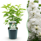 Green boutiQ - Plante de jardin - Syringa vulgaris mme Lemoine - Lilas commun - Rustique - Blanc - 1 Plante - Pot 17cm - Hauteur 45cm