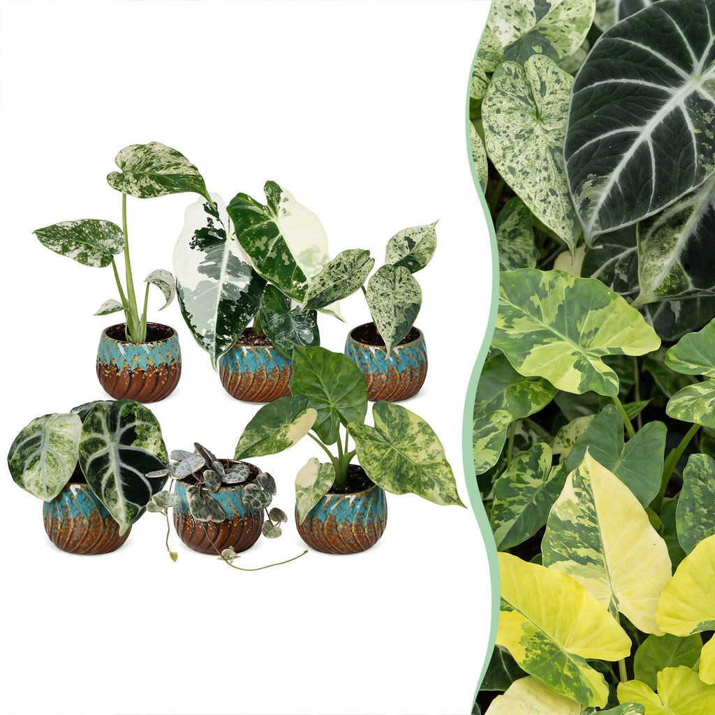 6x Baby Variegata Mix - Various colours - Tropical - incl. Copper Reef - Ø6cm - ↕10-15cm
