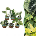 6x Baby Variegata Mix - Various colours - Tropical - incl. Copper Reef - Ø6cm - ↕10-15cm