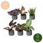 6x Baby Plants Surprise Box - Baby Plants Surprise Box - Various colours - Tropical - incl. Linnea Misty Blue - Ø6cm - ↕5-15cm