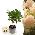 Green boutiQ - Plante de jardin - Cotinus coggygria Young Lady - Vert 3 Plantes - Caduc - Peu d'entretien - Pot 12cm Hauteur 35cm