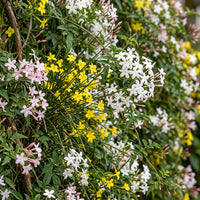 9x Jasminum Tricolour - Tricolour jasmine - Yellow - White - Pink - Climber - Ø9cm - ↕35cm