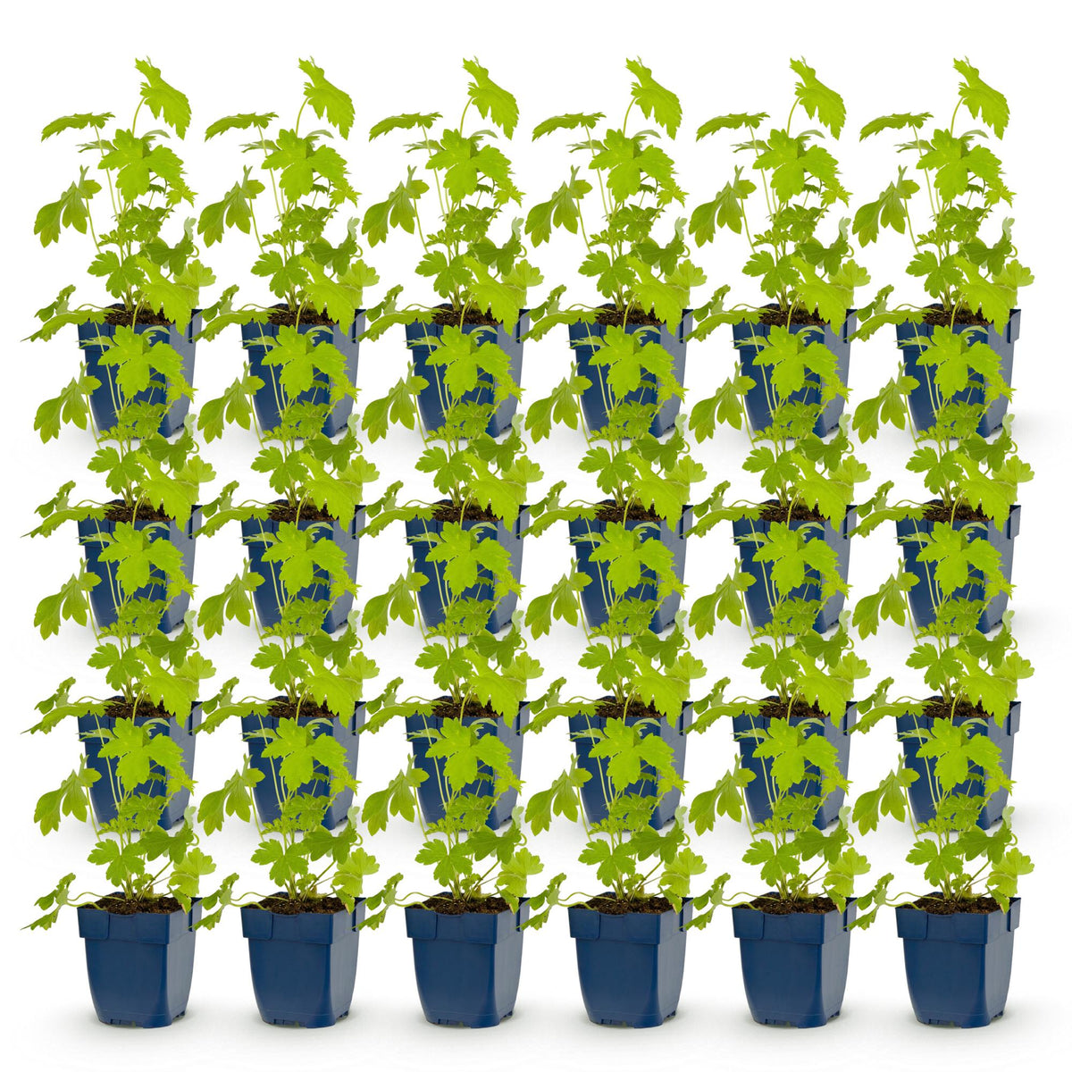 Green boutiQ - Vasteplant - Delphinium (P) Galahad - Ridderspoor - Bijen en Vlinderlokkers - Wit - 24 Planten - Pot 11cm - Hoogte 15-25cm