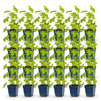 Green boutiQ - Vasteplant - Delphinium (P) Galahad - Ridderspoor - Bijen en Vlinderlokkers - Wit - 24 Planten - Pot 11cm - Hoogte 15-25cm