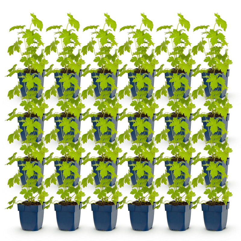 Green boutiQ - Vasteplant - Delphinium (P) Galahad - Ridderspoor - Bijen en Vlinderlokkers - Wit - 24 Planten - Pot 11cm - Hoogte 15-25cm