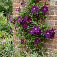 Clematis Warszawska Nike - Bosrank - Rood - Klimplant - Ø9cm - ↕35cm