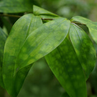 Green BoutiQ - Green is... Kamerplanten - Dracaena surculosa - Drakenbloedboom - Weinig onderhoud - met mand - Groen - 1 Plant - Pot 17cm - Hoogte 60-70cm
