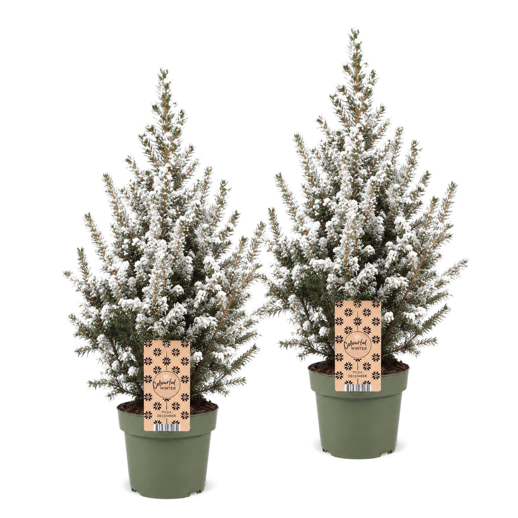 2x Picea glauca Conica - Dwarf Alberta Spruce - Green - White - Christmas tree - Ø17cm - ↕65cm