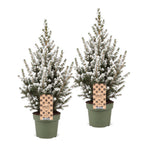 2x Picea glauca Conica - Dwarf Alberta Spruce - Green - White - Christmas tree - Ø17cm - ↕65cm