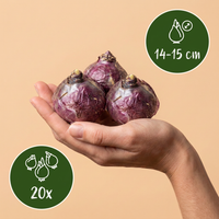 20x Hyacinthus mix - Hyacint mix - Diversen - Voorjaarsbloeier - Bolmaat 14/15