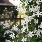 Green boutiQ - Kletterpflanze - Clematis armandii Apple Blossom - Blüte Rosa - Immergrün - Pflegeleicht - 1 Pflanze Topf 11cm Höhe 40cm