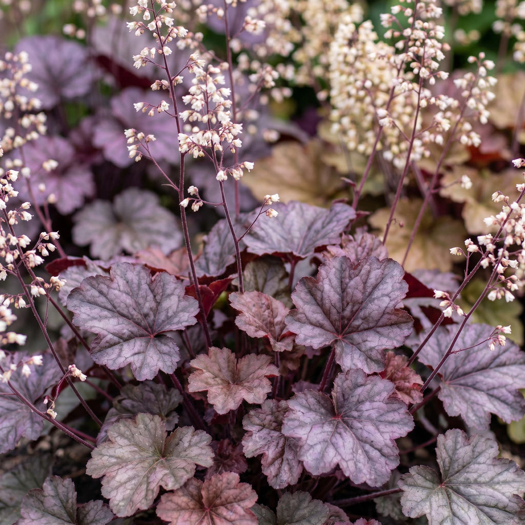 Green boutiQ - Plante vivace - Heuchera micr. Palace Purple - Heuchère - Ombre - Violet - 1 plante - Pot 11 cm - Hauteur 15-25 cm