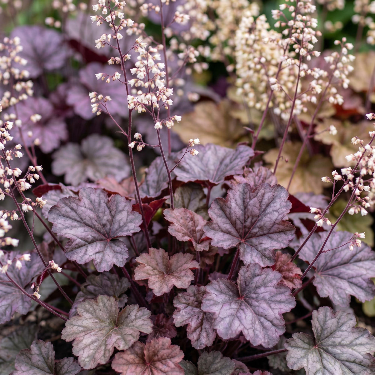 Green boutiQ - Plante vivace - Heuchera micr. Palace Purple - Heuchère - Ombre - Violet - 1 plante - Pot 11 cm - Hauteur 15-25 cm