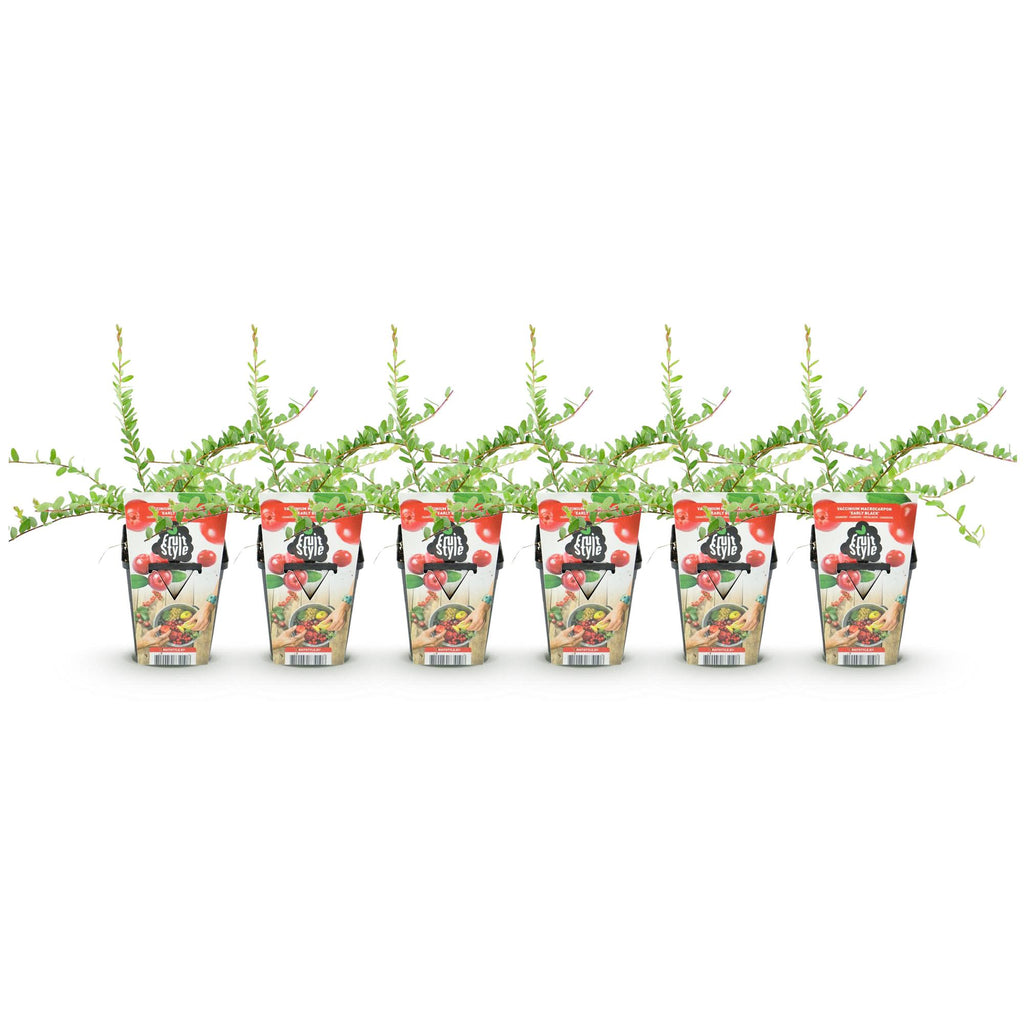 Green boutiQ - Plants fruitiers - Myrtille - Vaccinium macrophylla Early Black - Rustique - 6 plantes - Pot 9 cm - Baie rouge foncé