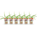 Green boutiQ - Plants fruitiers - Myrtille - Vaccinium macrophylla Early Black - Rustique - 6 plantes - Pot 9 cm - Baie rouge foncé