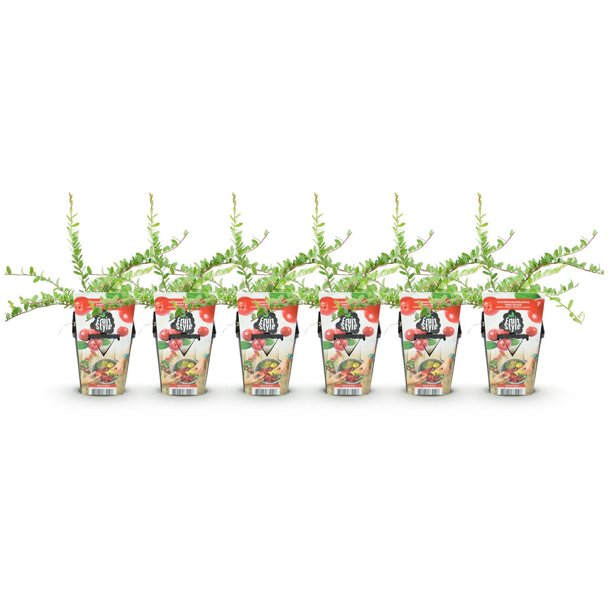 Green boutiQ - Plants fruitiers - Myrtille - Vaccinium macrophylla Early Black - Rustique - 6 plantes - Pot 9 cm - Baie rouge foncé