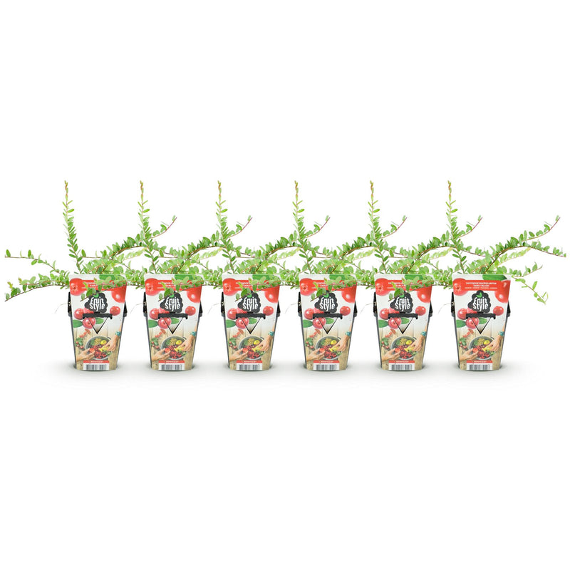 Green boutiQ - Fruitplanten - Blauwe Bes - Vaccinium macrophylla Early Black - Winterhard - 6 Planten - Pot 9 cm - Donker Rode  Bes