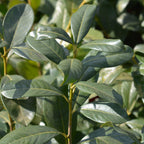 Green boutiQ - Heckenpflanzen - Prunus laurocerasus Rotundifolia - Blatt grün - 6 Pflanzen - 1 laufender Meter - immergrün - Topf 17cm Höhe 50cm