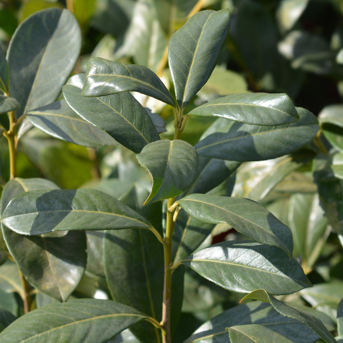 Green boutiQ - Heckenpflanzen - Prunus laurocerasus Rotundifolia - Blatt grün - 6 Pflanzen - 1 laufender Meter - immergrün - Topf 17cm Höhe 50cm