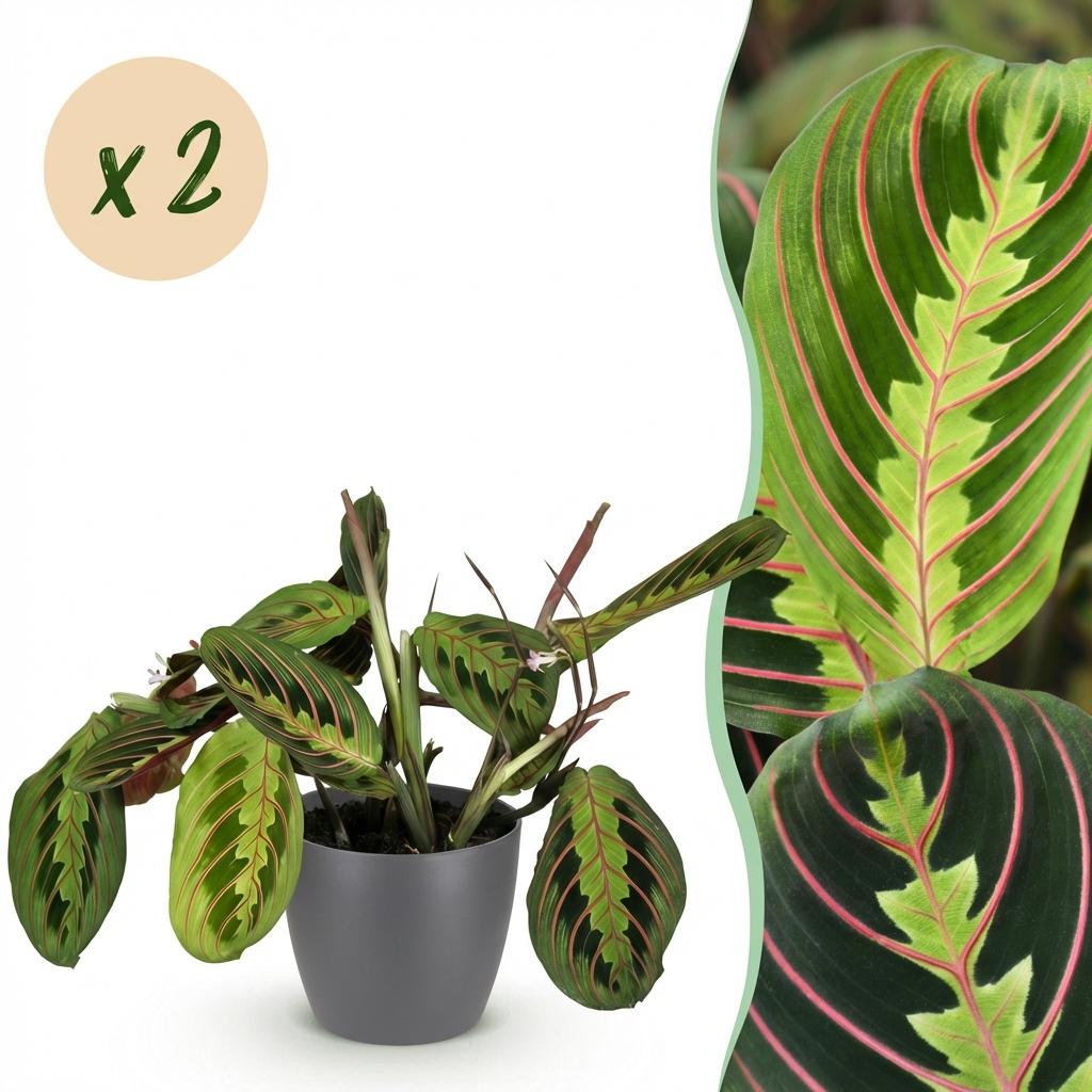 Green boutiQ - Zimmerpflanze - Maranta Fascinator Tricolour - Gebetspflanze - Haustierfreundliche Pflanze - Grün - 2 Pflanzen - mit Topf Grau - Topf 12cm - Höhe 25cm