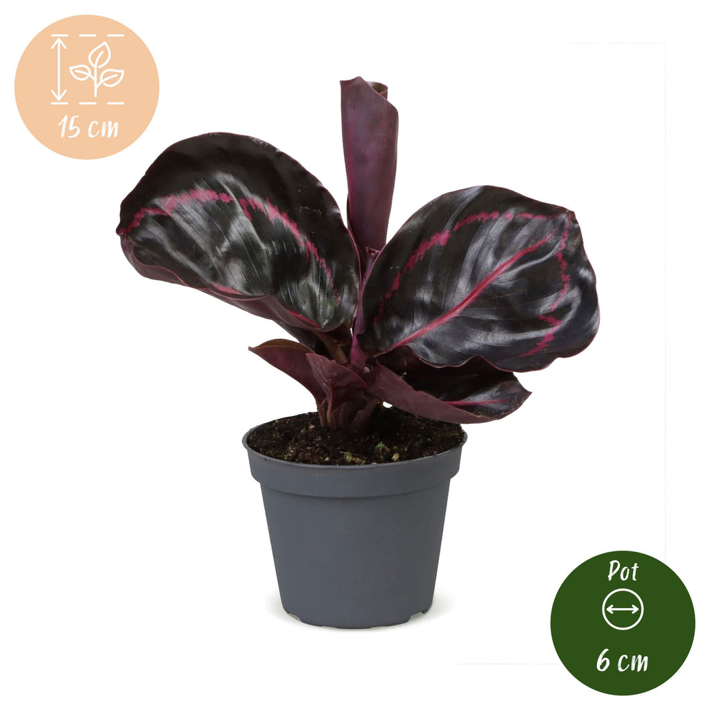 Calathea Dottie® - Rose painted calathea - Purple - Pink - Tropical - Ø6cm - ↕15cm