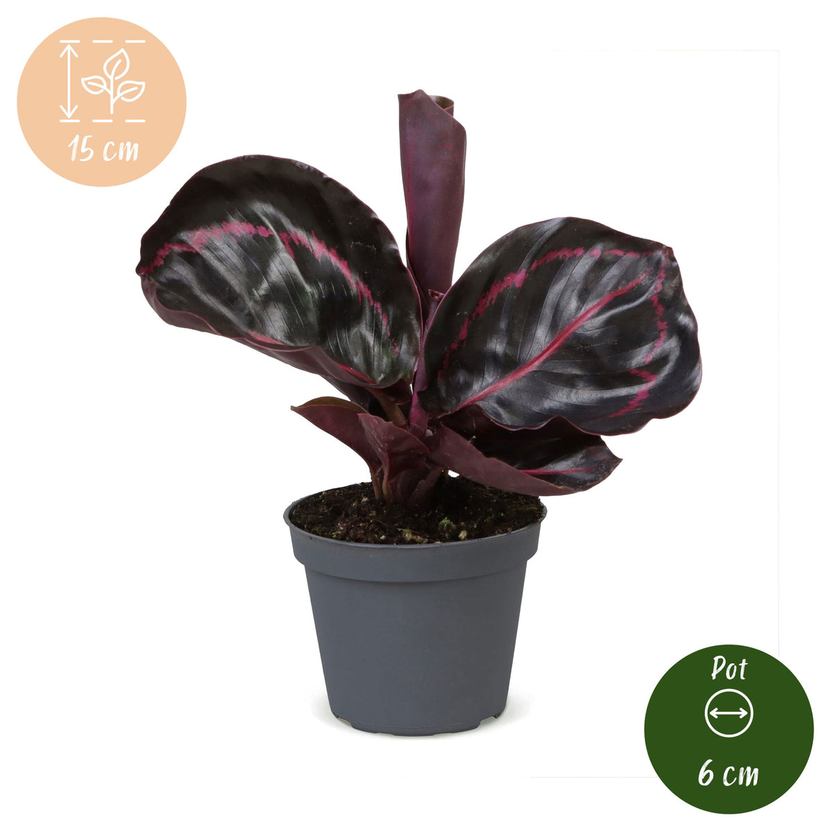 Calathea Dottie® - Rose painted calathea - Purple - Pink - Tropical - Ø6cm - ↕15cm