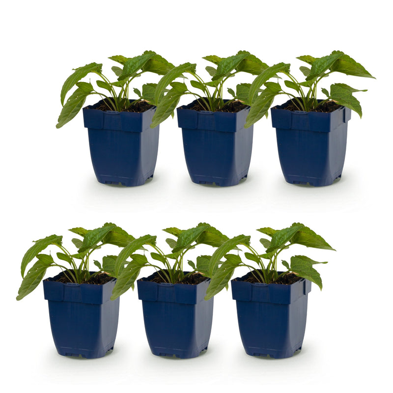 Green boutiQ - Perennial - Rudbeckia fulg. Goldsturm - Yellow Coneflower - Bee and Butterfly Attractors - Yellow - 6 Plants - Pot 11cm - Height 15-25cm