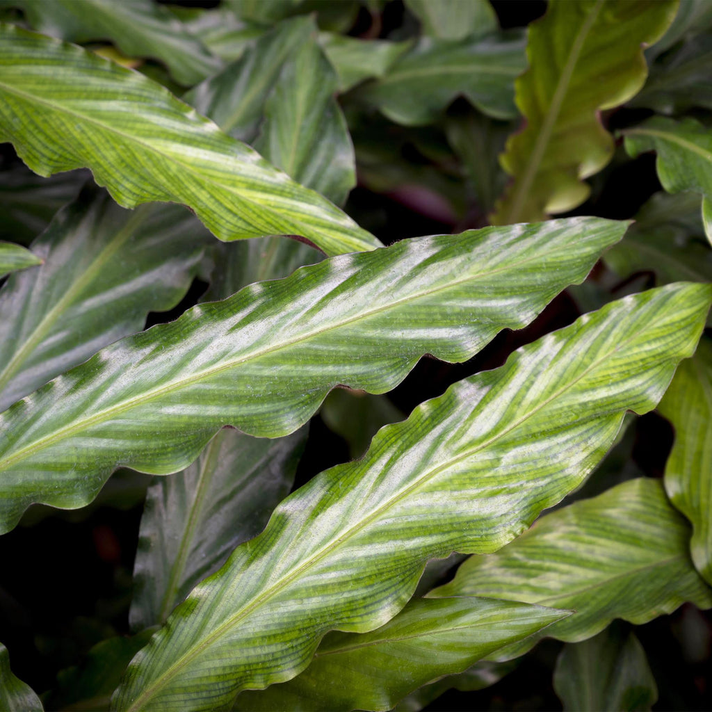 Green BoutiQ - Green is... Plantes d'intérieur - Calathea Rufibarba - Plante paon - Faible entretien - avec panier - Vert - 1 Plante - Pot 17cm - Hauteur 55-60cm