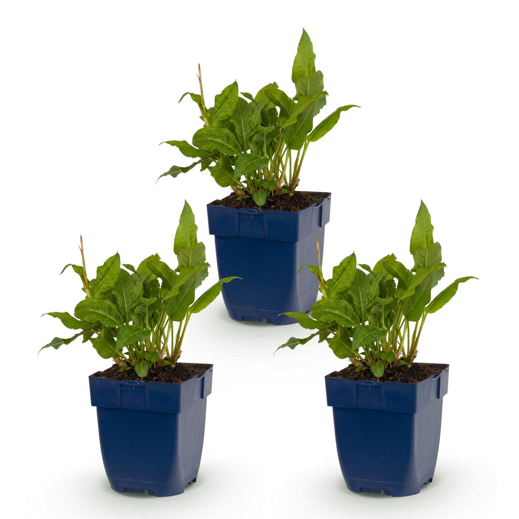 Green boutiQ - Stauden - Persicaria ampl. Rosea - Knöterich - Schatten - Rosa - 3 Pflanzen - Topf 11cm - Höhe 15-25cm