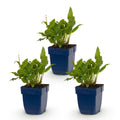 Green boutiQ - Stauden - Persicaria ampl. Rosea - Knöterich - Schatten - Rosa - 3 Pflanzen - Topf 11cm - Höhe 15-25cm