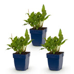 Green boutiQ - Stauden - Persicaria ampl. Rosea - Knöterich - Schatten - Rosa - 3 Pflanzen - Topf 11cm - Höhe 15-25cm