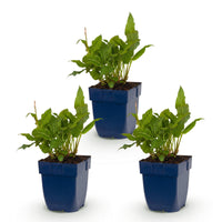Green boutiQ - Vasteplant - Persicaria ampl. Rosea - Duizendknoop - Schaduw - Roze - 3 Planten - Pot 11cm - Hoogte 15-25cm