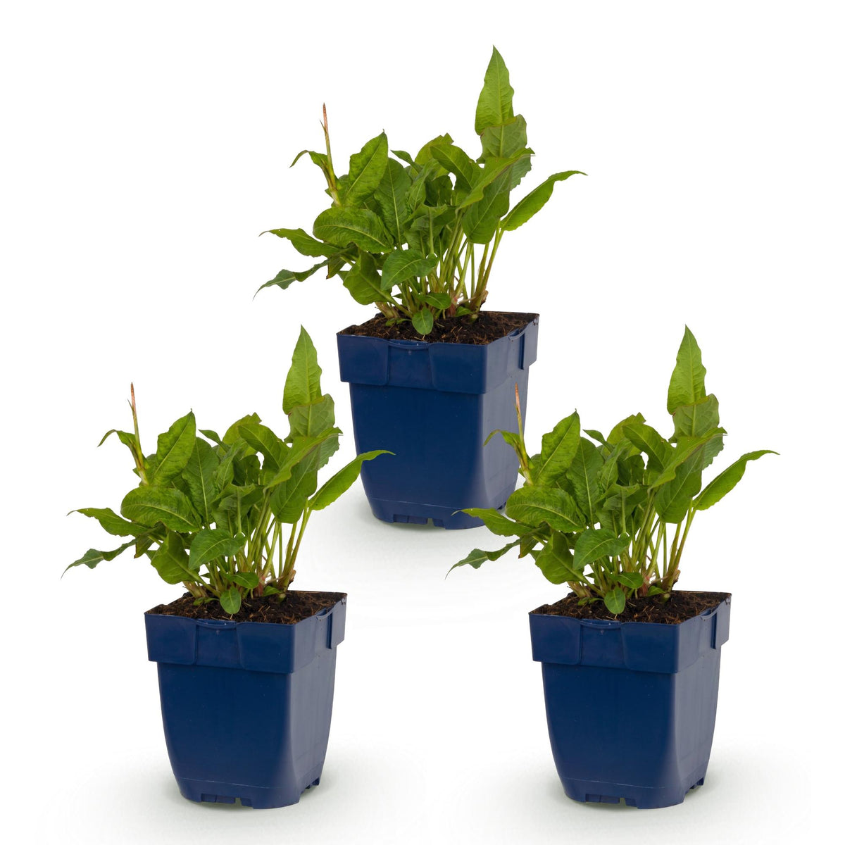 Green boutiQ - Plante vivace - Persicaria ampl. Rosea - Renouée - Ombre - Rose - 3 Plantes - Pot 11cm - Hauteur 15-25cm