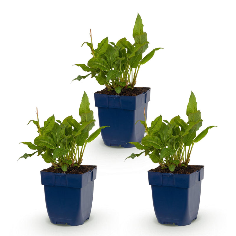 Green boutiQ - Vasteplant - Persicaria ampl. Rosea - Duizendknoop - Schaduw - Roze - 3 Planten - Pot 11cm - Hoogte 15-25cm