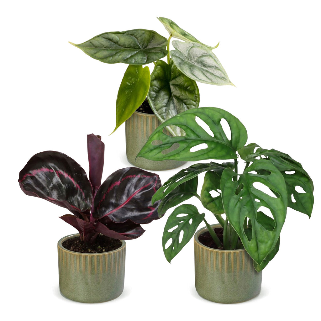 3x Baby Jungle Mix - Various colours - Tropical - incl. Linnea Olive - Ø6cm - ↕10-15cm