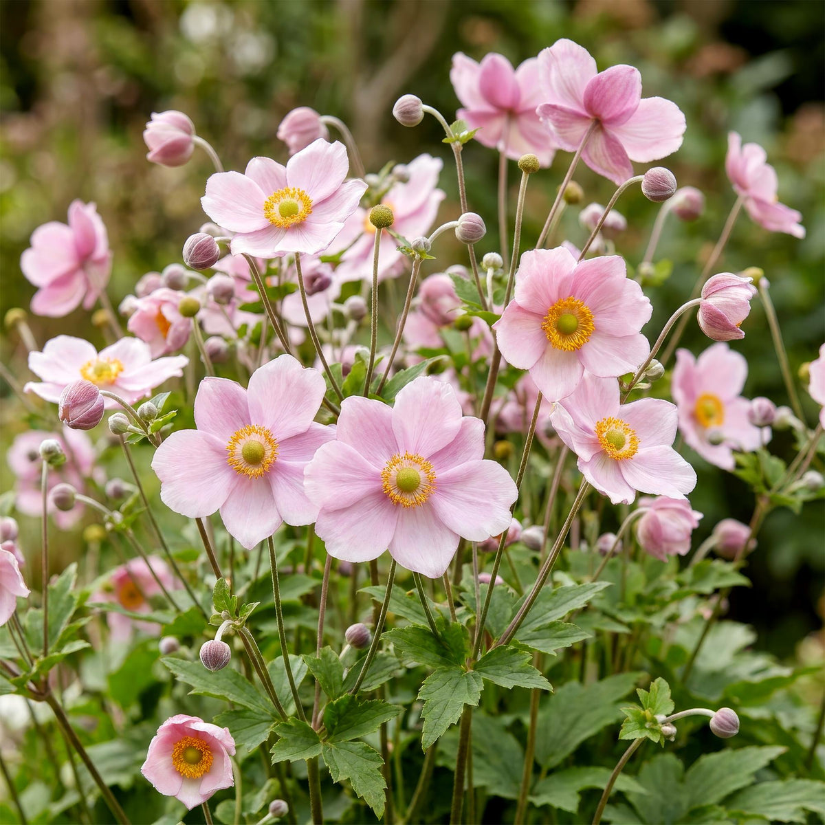 Green boutiQ - Plante vivace - Anemone hybr. Kön. Charlotte - Anémone d'automne - Ombre - Rose - 24 plantes - Pot 11 cm - Hauteur 15-25 cm