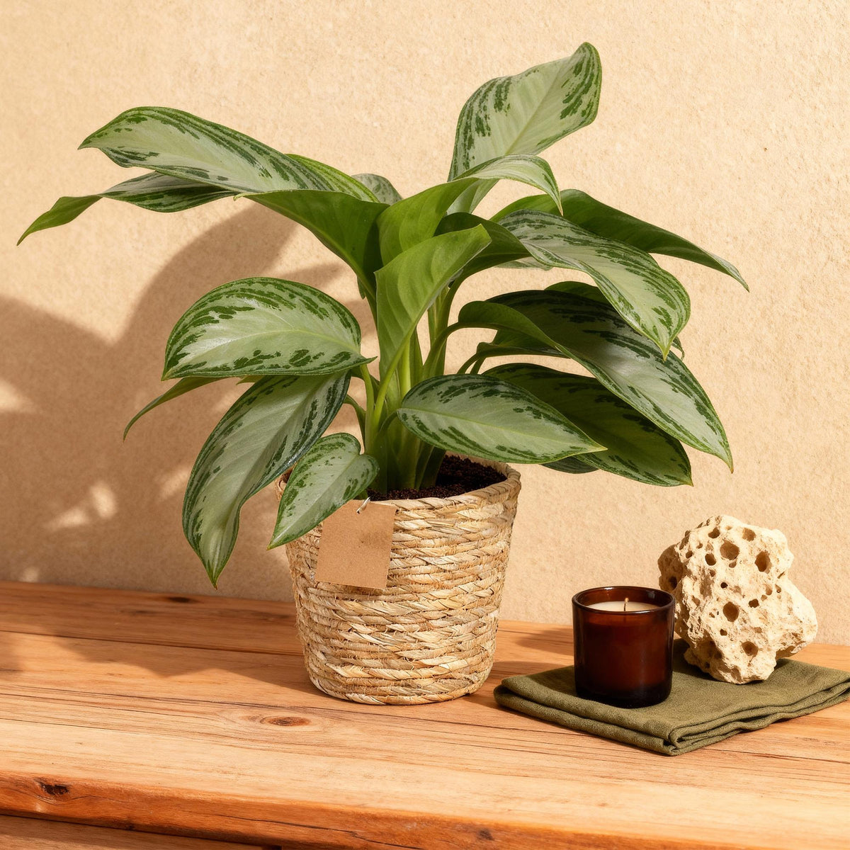 Green BoutiQ - Green is... Plantes d'intérieur - Aglaonema Silver Bay - Feuillage argenté - Entretien facile - avec panier - Vert - 2 plantes - Pot 17cm - Hauteur 70-75cm