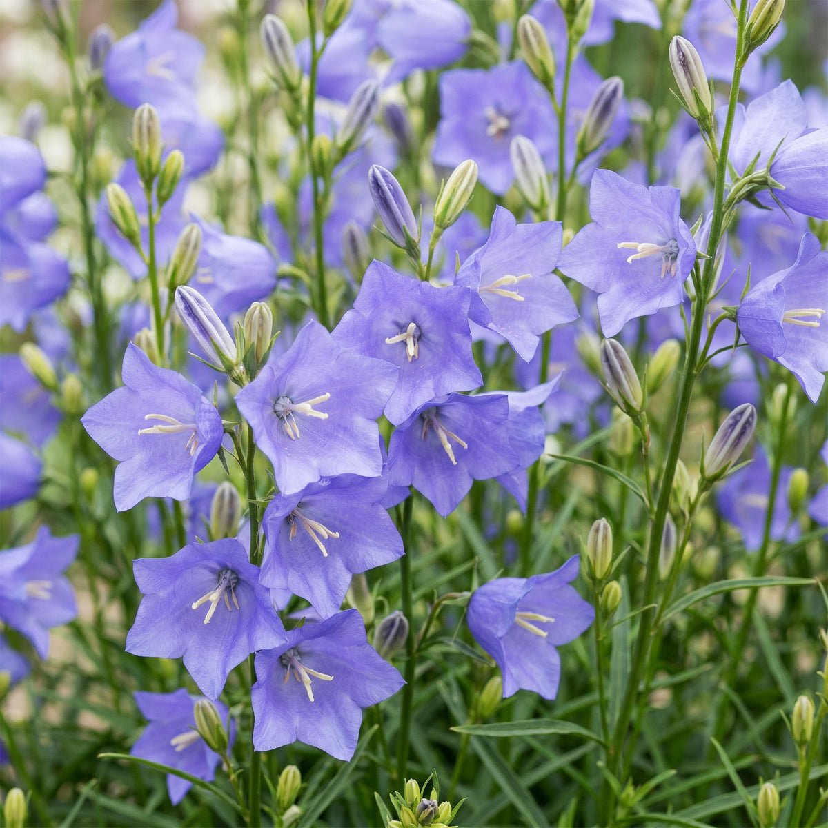 Green boutiQ - Plante vivace - Campanula persicifolia - Campanule à feuilles de pêcher - Attire les abeilles et les papillons - Bleu - 24 plantes - Pot 11cm - Hauteur 15-25cm