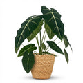 Green boutiQ - Zimmerpflanze - Alocasia Frydek (Elefantenohr) - Grün - Pflegeleicht - 1 Pflanze - mit Korb - Topf 19cm - Höhe 60cm